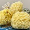 Hunting Stones Natural Sea Sponge