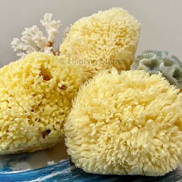 Hunting Stones Natural Sea Sponge