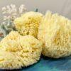 Hunting Stones Natural Sea Sponge