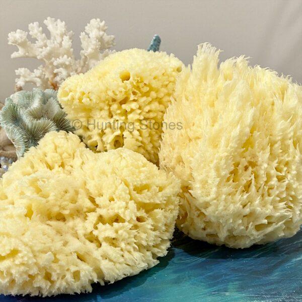 Hunting Stones Natural Sea Sponge