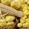 Hunting Stones Natural Sea Sponge