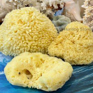 Hunting Stones Natural Sea Sponge