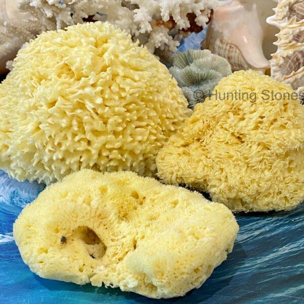 Hunting Stones Natural Sea Sponge