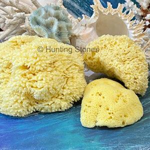 Luxurious Sea Sponges