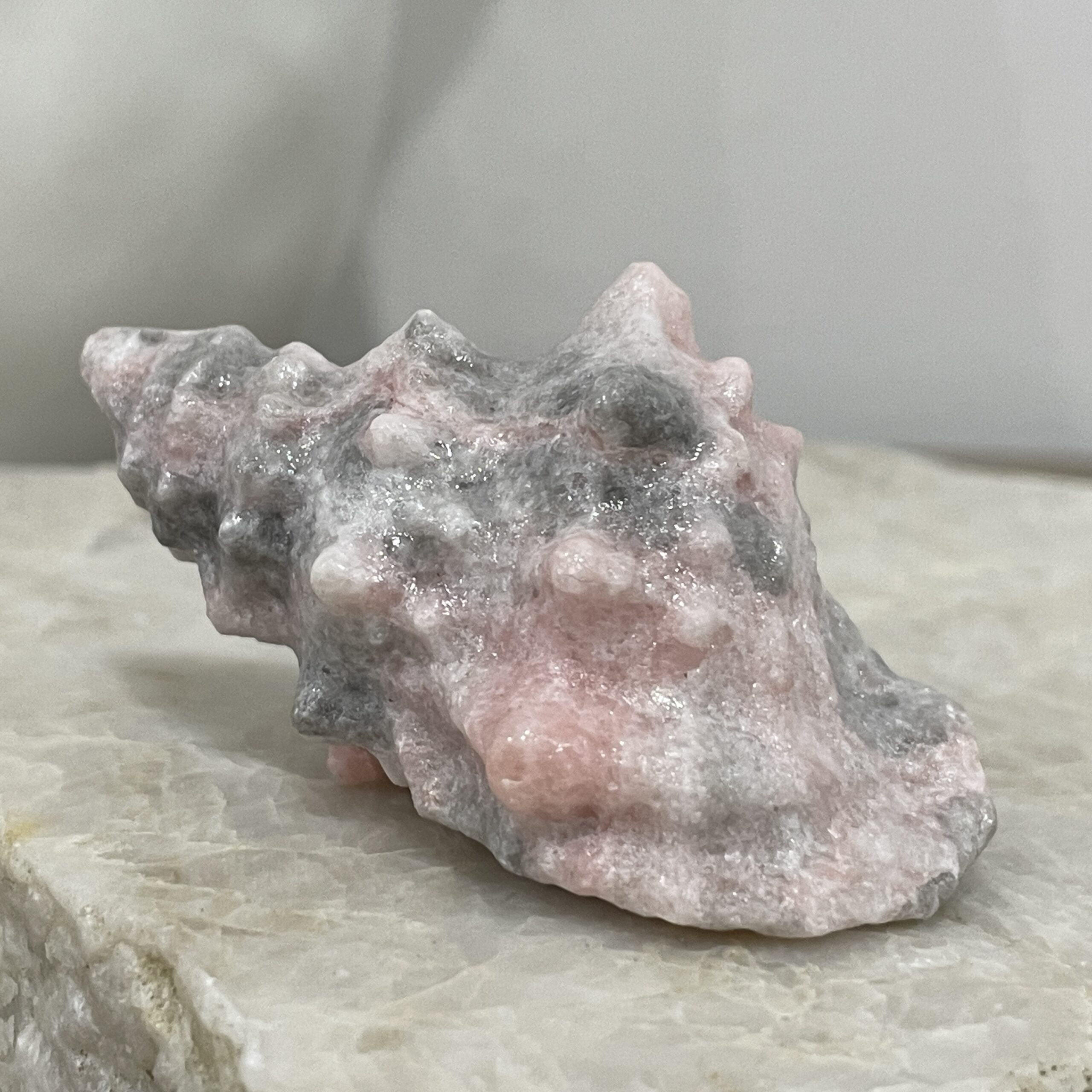 Beautiful Rose Jasper Sea Shell - 59mm 01