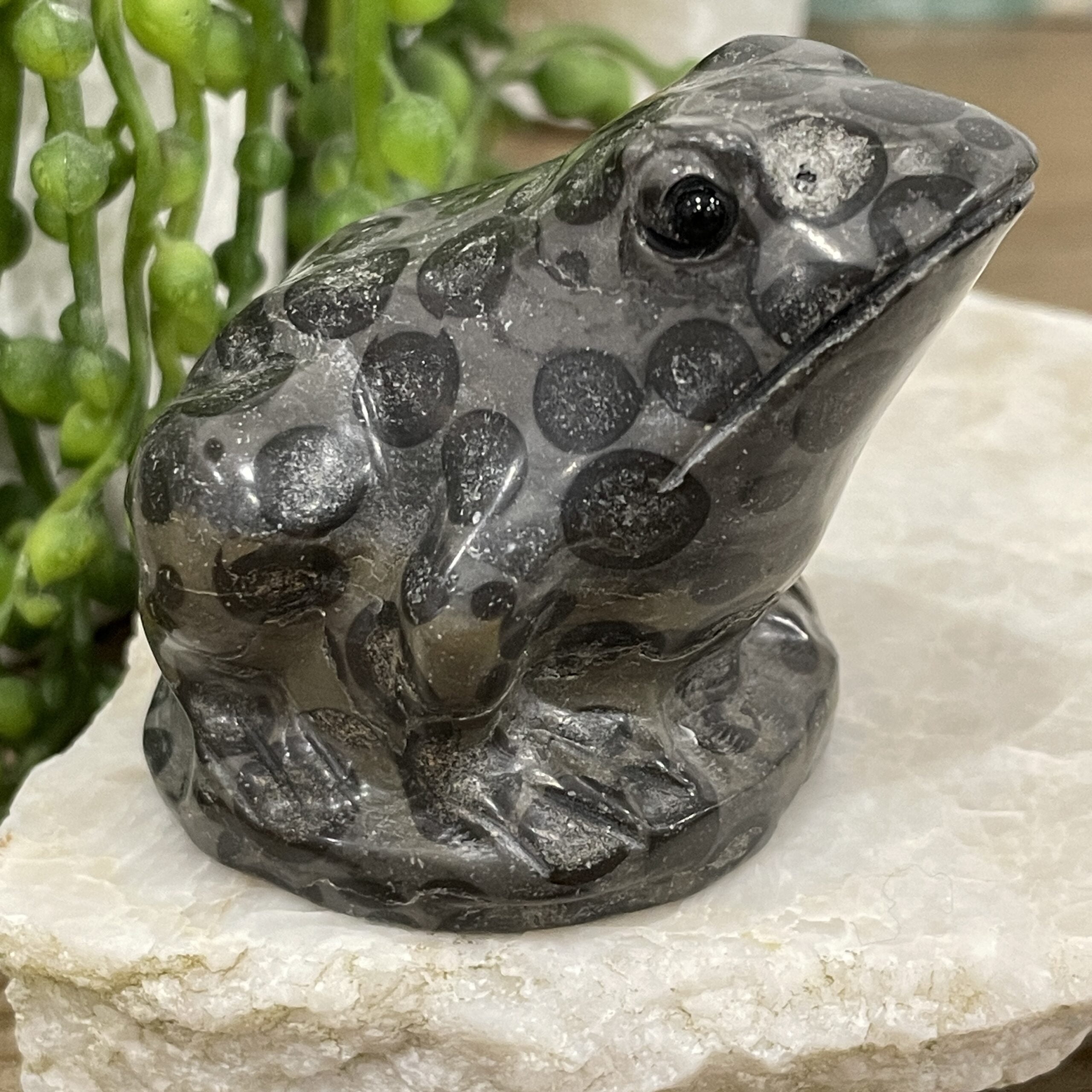 Beautiful Leopard Jasper Crystal Frog - 60mm 01AE