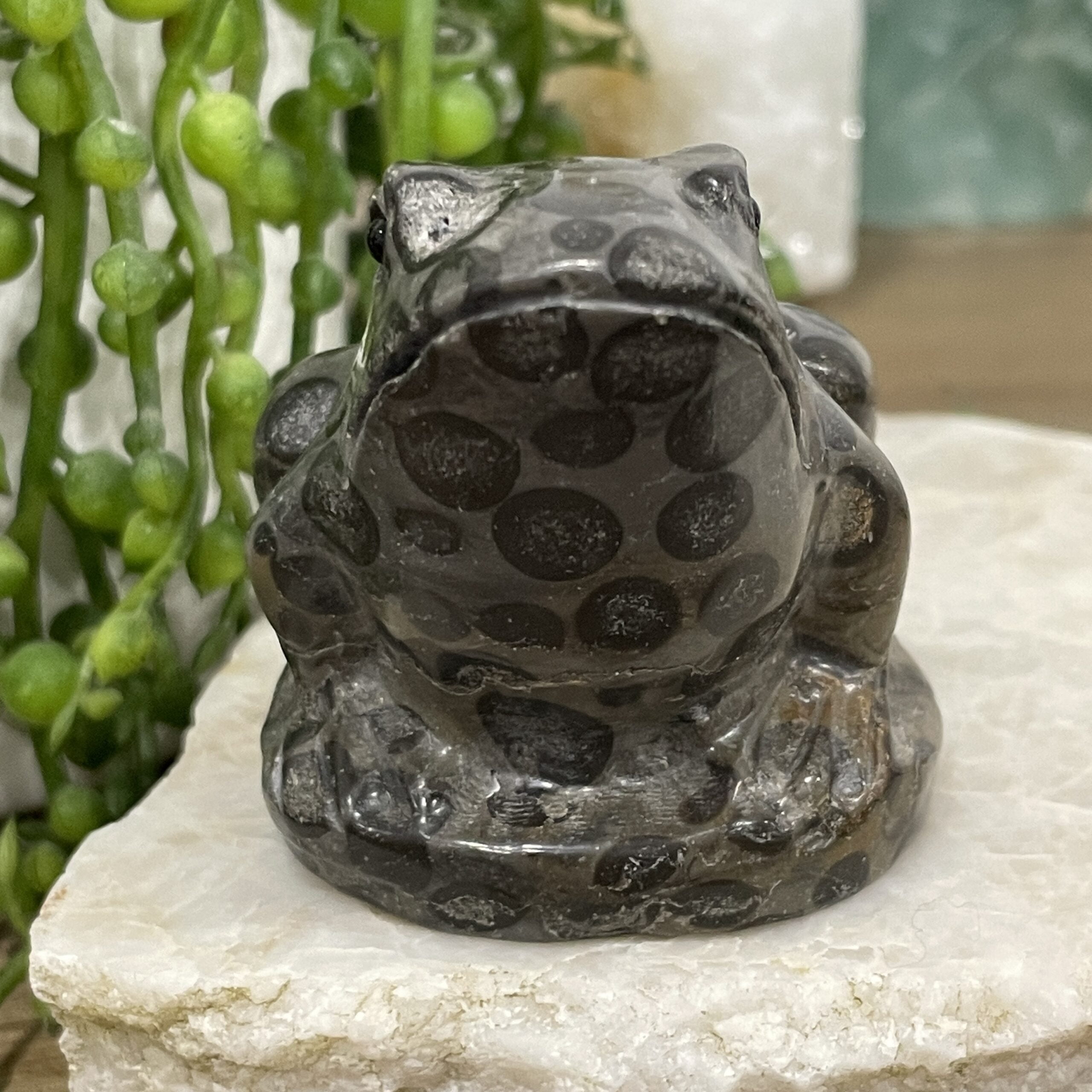 Beautiful Leopard Jasper Crystal Frog - 60mm 01AE - Image 5