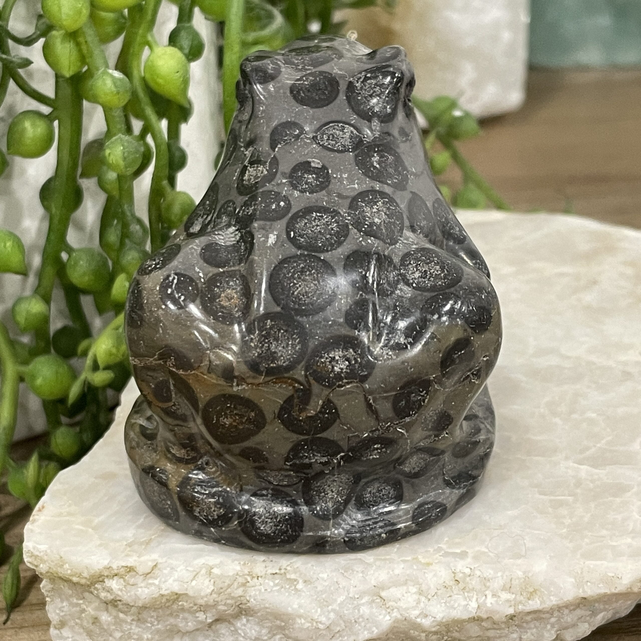 Beautiful Leopard Jasper Crystal Frog - 60mm 01AE - Image 4